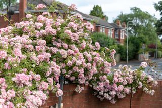 best climbing roses: Kew Rambler David Austin Roses