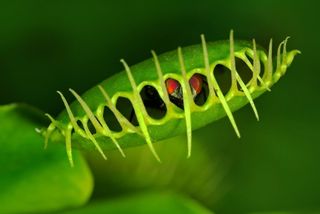 Venus flytrap (Dionaea muscipula) with a trapped fly.