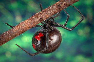 A female black widow spider, spiders, spider bites, venom