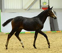 MillfieldBalletDancerElite.jpg