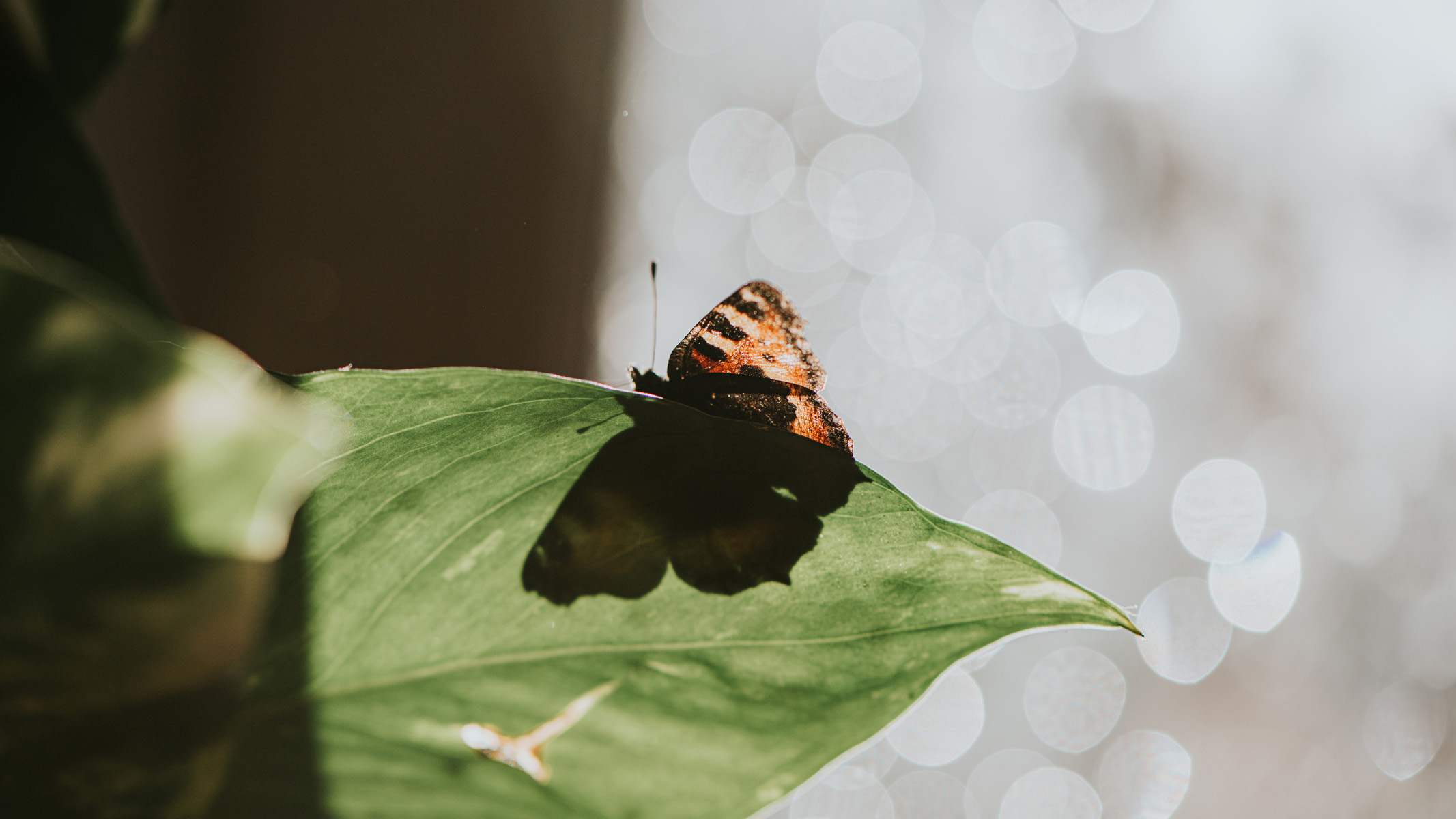 butterfly on a leaf