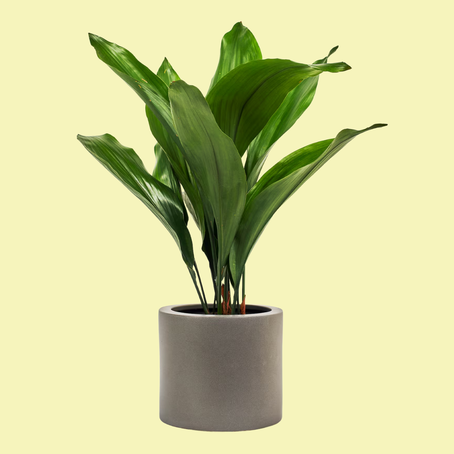 A cast iron plant in a gray planter