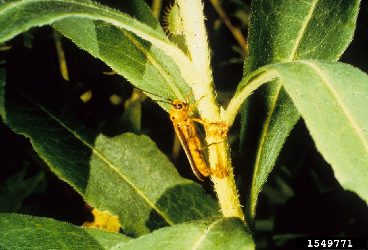 Insect On Mountain Laurel Bush Stem