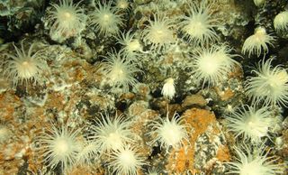 Anemones living in the island of warmth around the Beebe vent.