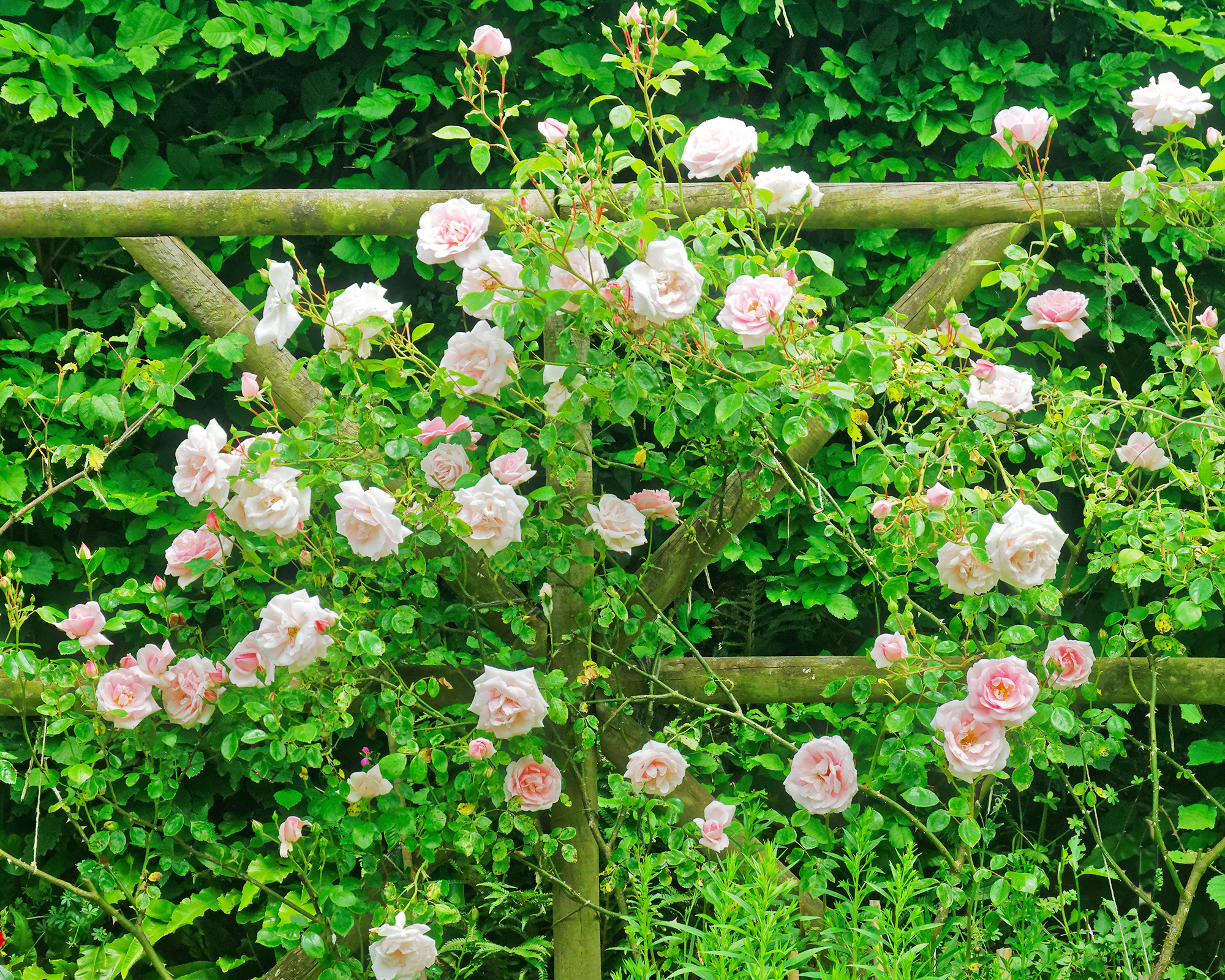 New Dawn climbing rose growing over garden fence
