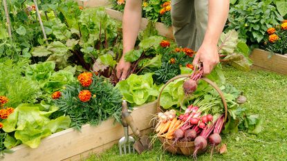 Harvesting vegetables from raised beds