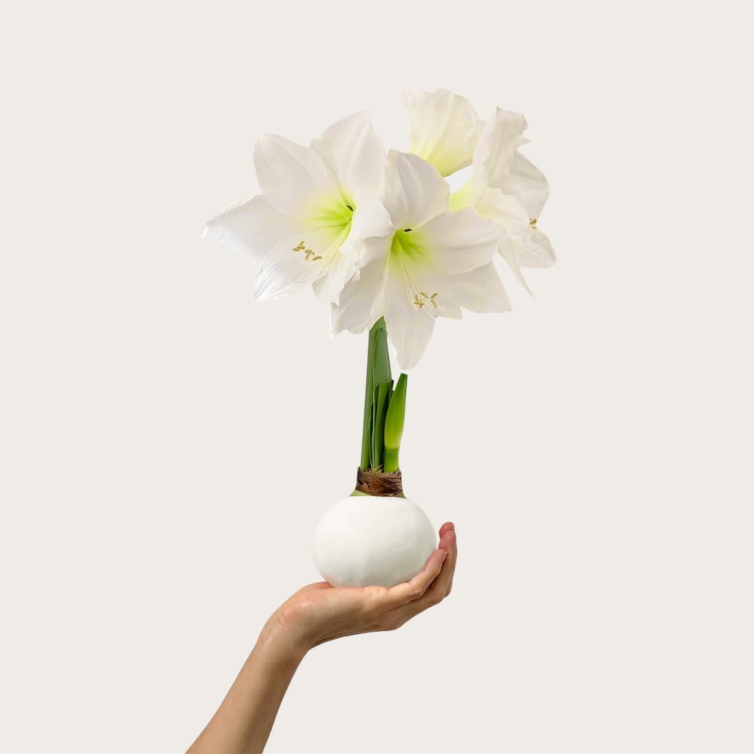 Waxed Amaryllis Bulb - White Wax White Blooms, No Water Needed, Extra-Large Indoor Winter Flower, New Years, Galentine &amp;amp; Valentine Holiday Gift