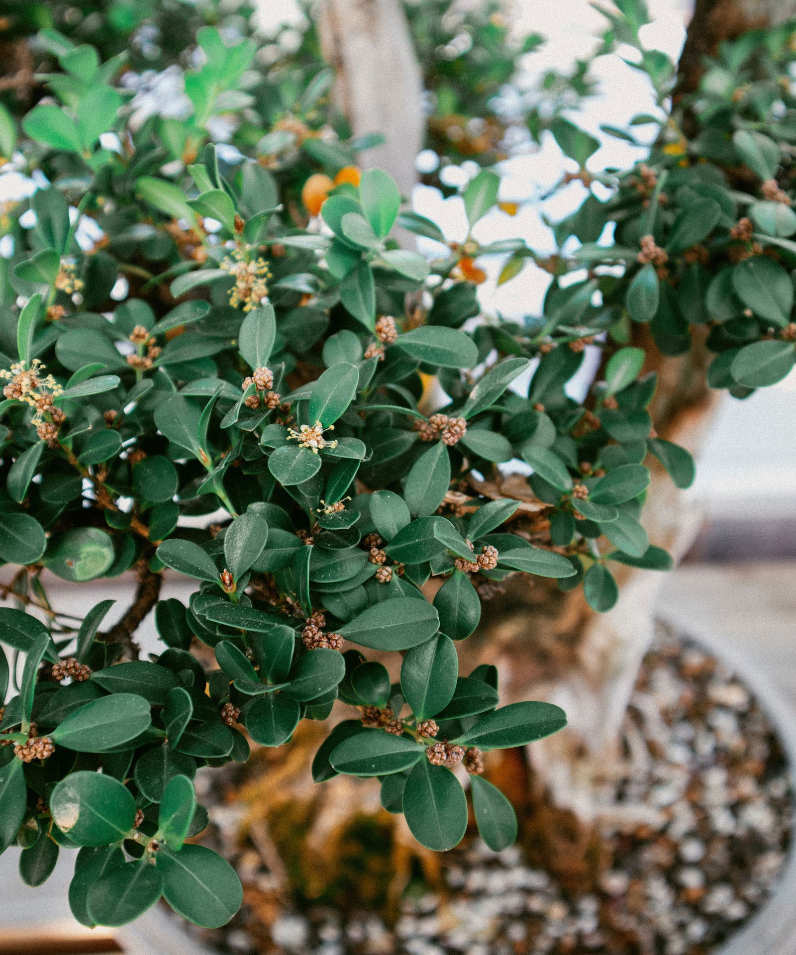 House plant expert gives a top tip for keeping your indoor plants alive