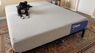 A queen-size Casper One Mattress on a black bed frame atop an ornate rug with shades of red and green. A black and white dog is laying on top of the mattress.