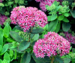 Two Clumps of Pink Sedum (Hylotelephium spectabile) 'Carl' Flowers grown in a Border