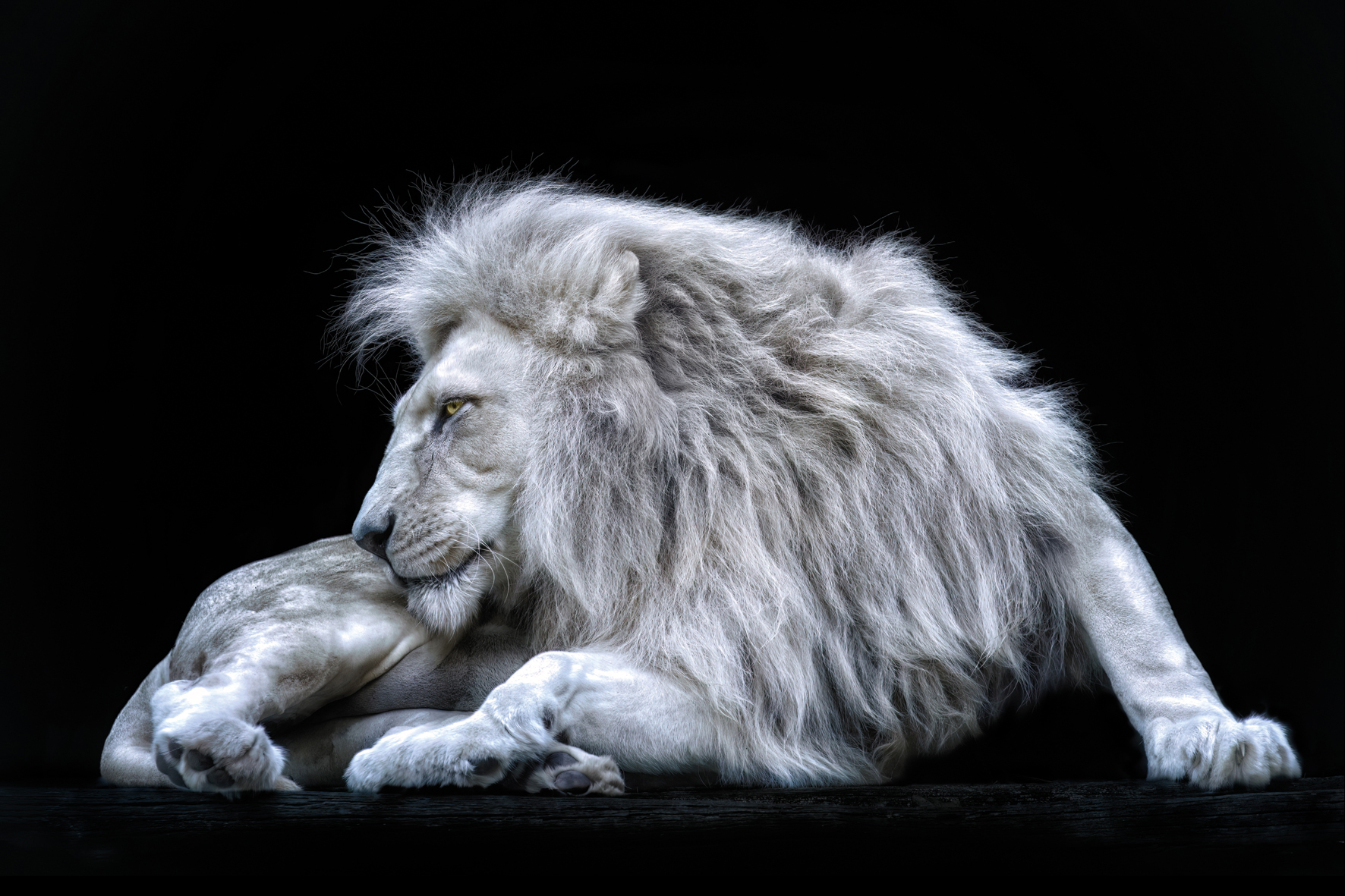A majestic white lion reclines gracefully, showcasing his flowing mane against a stark black background