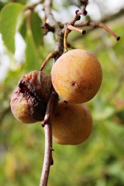 Brown Rotted Plum On Tree