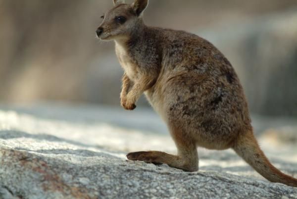 A wallaby wonders what all the fuss is about
