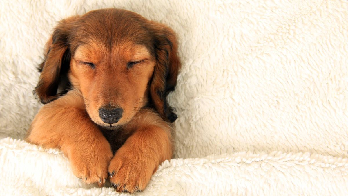 La science dit qu'il vaut mieux dormir à côté d'un chien qu'à côté d'un humain