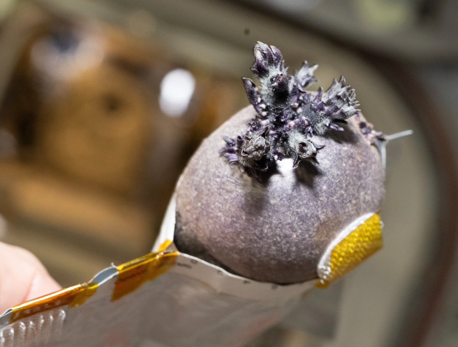 A purple tuber with sprouts emerges from a pouch.