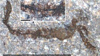 photo of a very small fossilized arthropod; looks like a squiggly brownish smudge on a grey rock