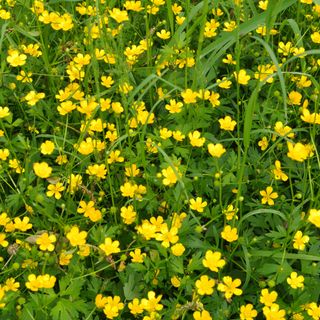 Creeping buttercup growing in grass