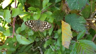 Spotted wood butterfly near Pontsticill Reservoir