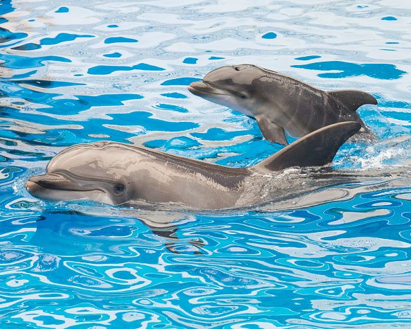 Dolphins in the water.