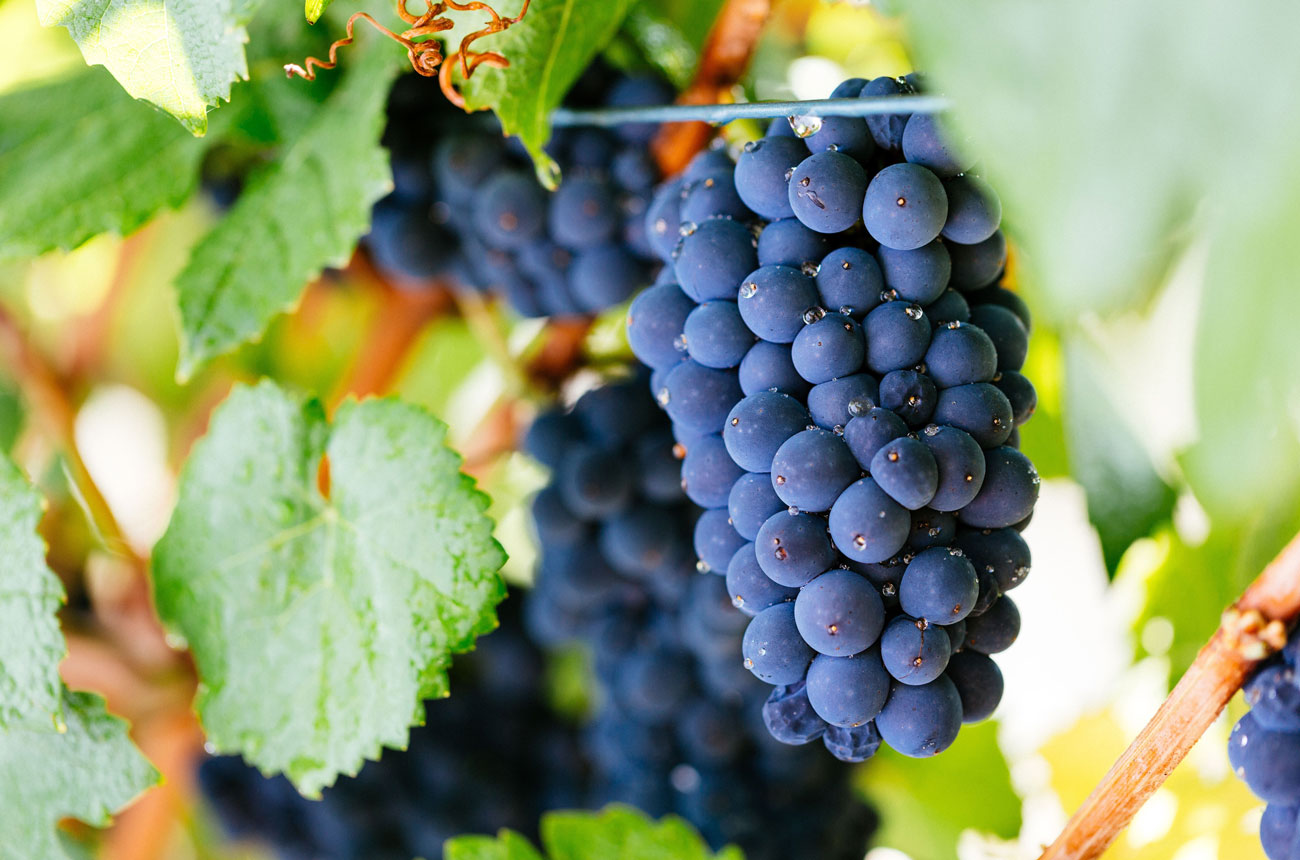 Pinot Noir grapes Australia