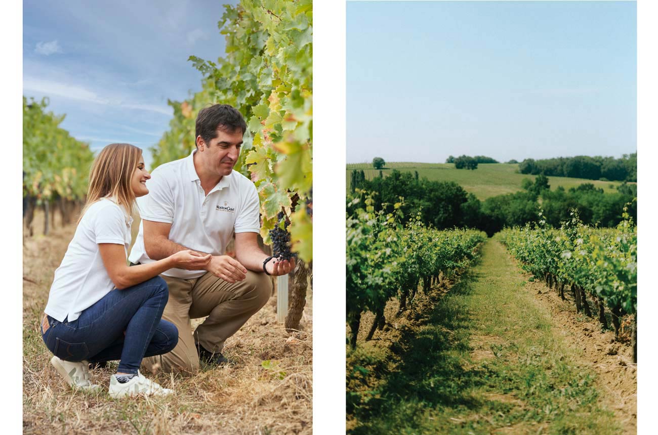 Winemakers inspecting vines in a vineyard