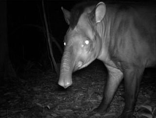 South American tapir in camera-trap photo