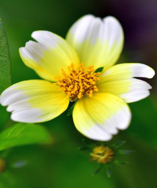 The delicate yellow and white flowers of Bidens (tickseed)