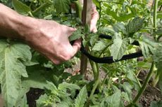 Gardener Staking Tomato Plants In The Garden