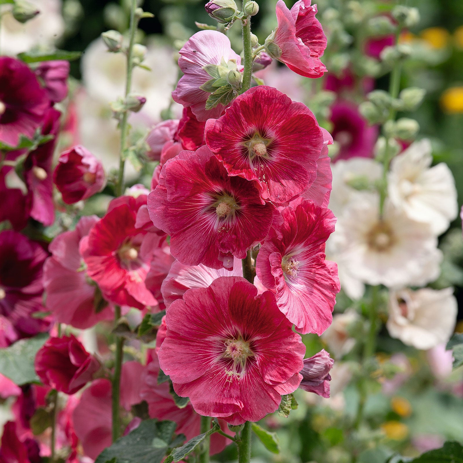 Hollyhock Seeds - Indian Spring Mix