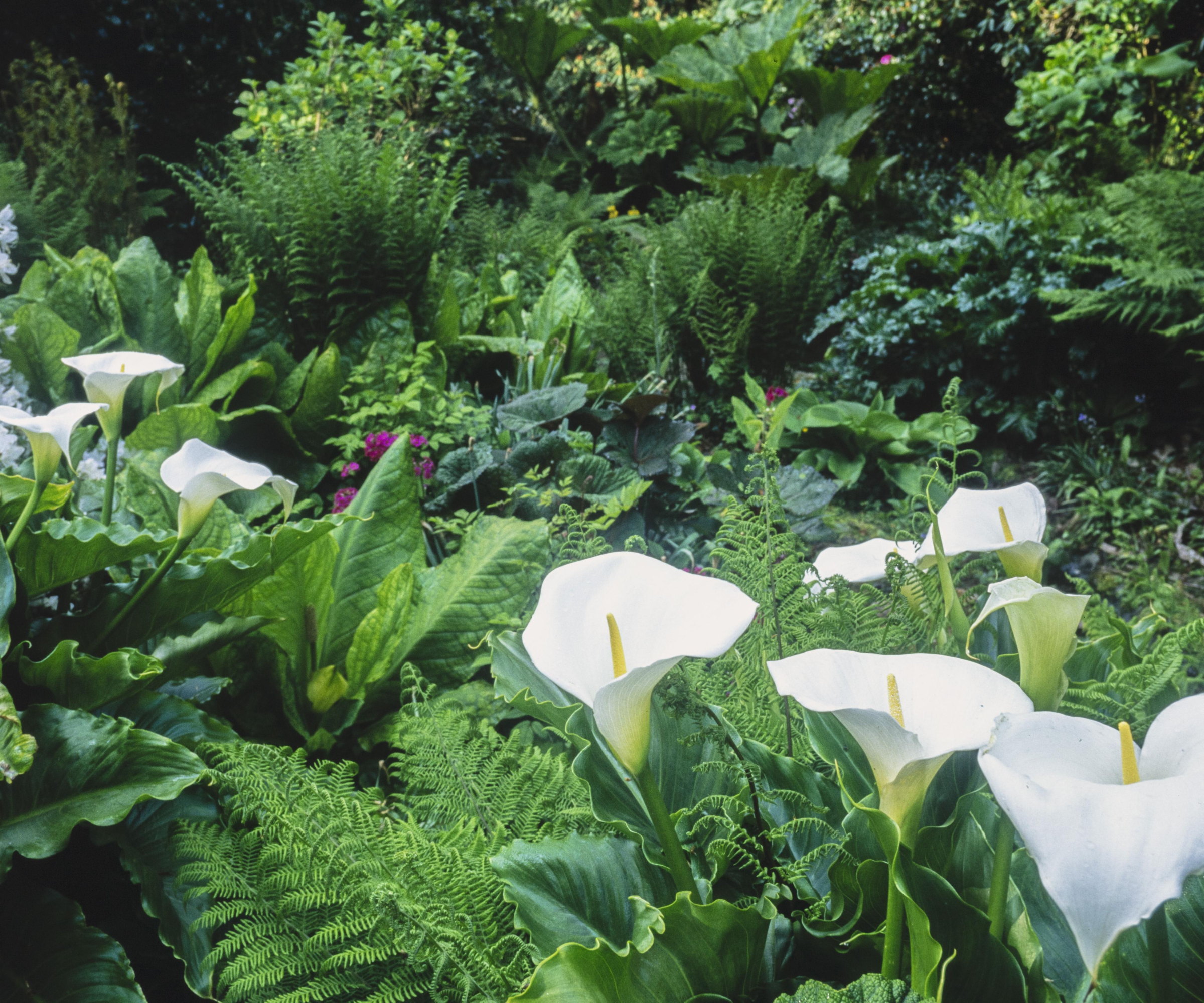 Calla lilies growing outside alongside ferns and other plants in a woodland garden