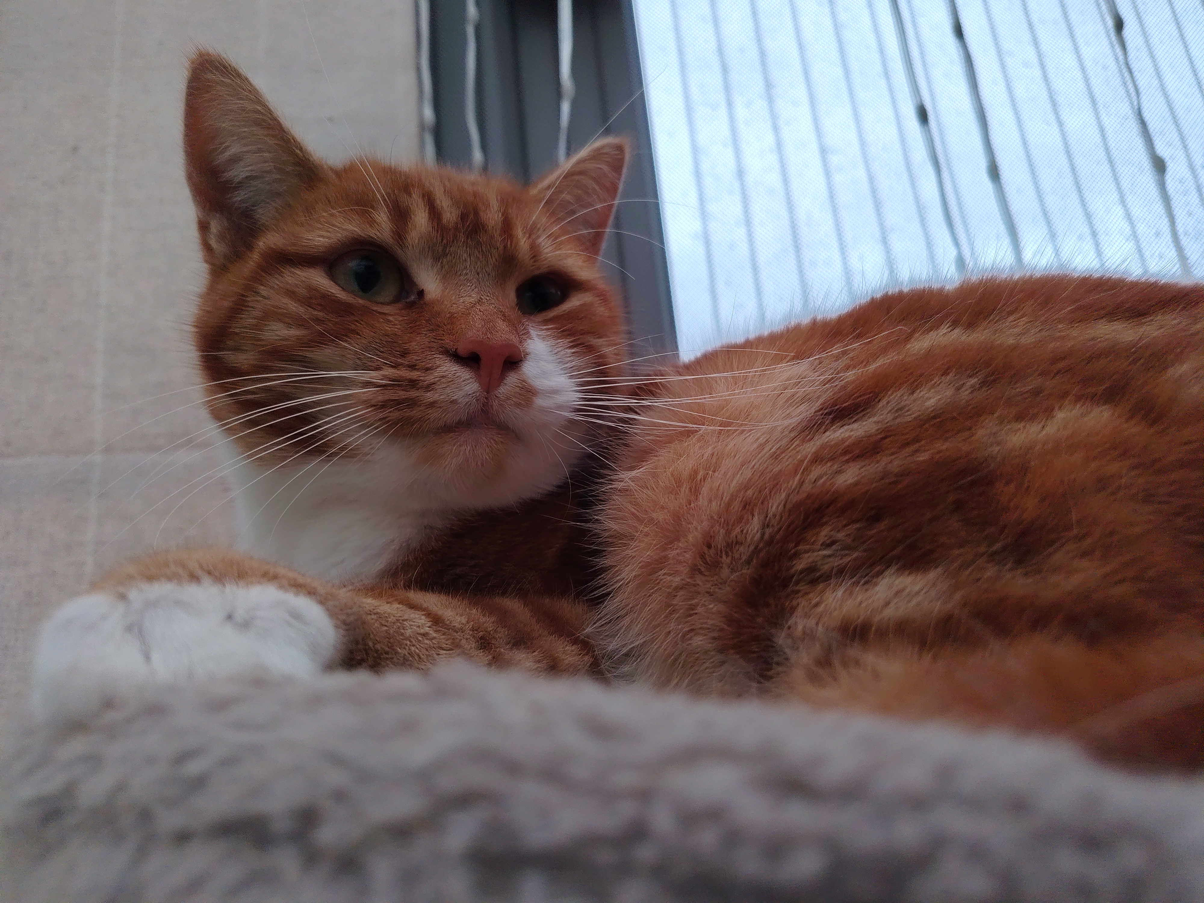 Honor Magic 8 Lite camera samples