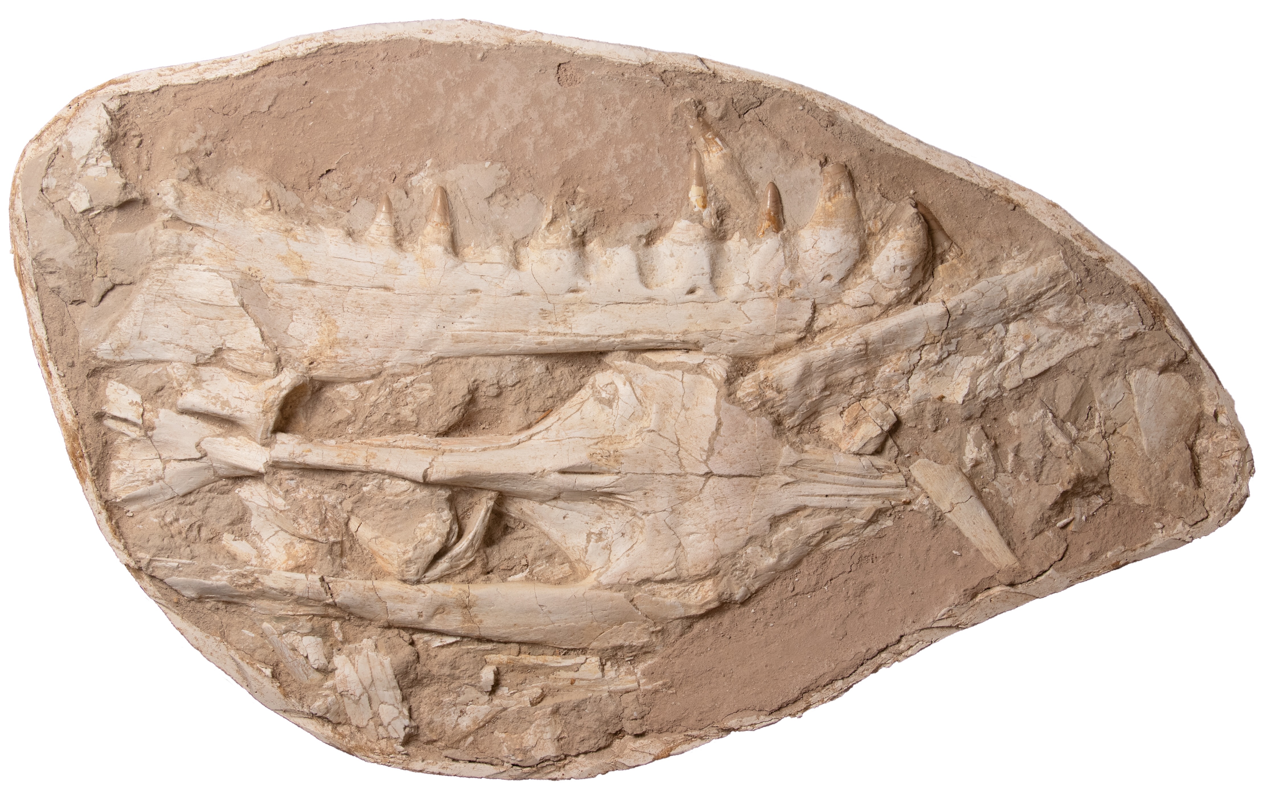Image of a the fossilised skull of the Khinjaria acuta