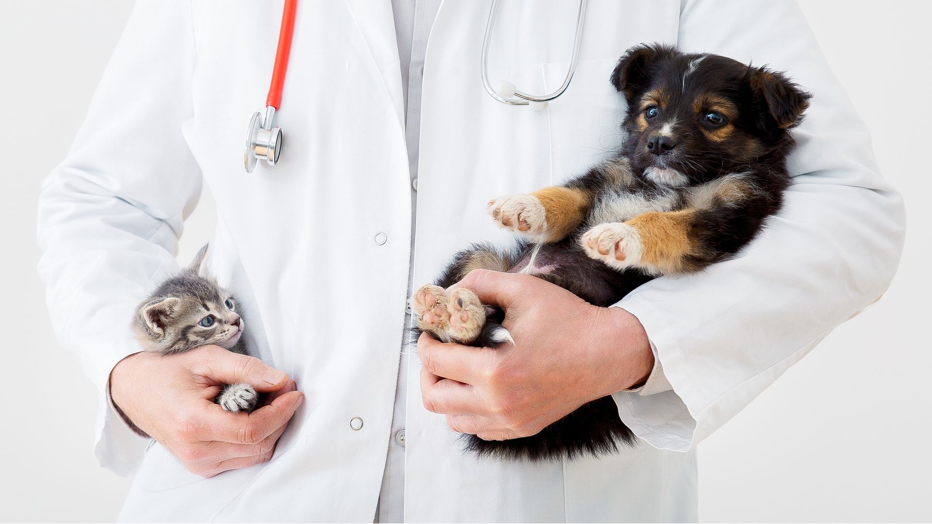 A veterinarian in a white coat holds a kitten and a puppy.