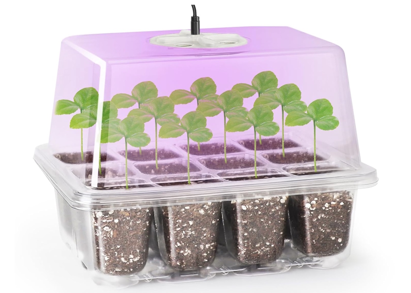 seed starting tray with plants