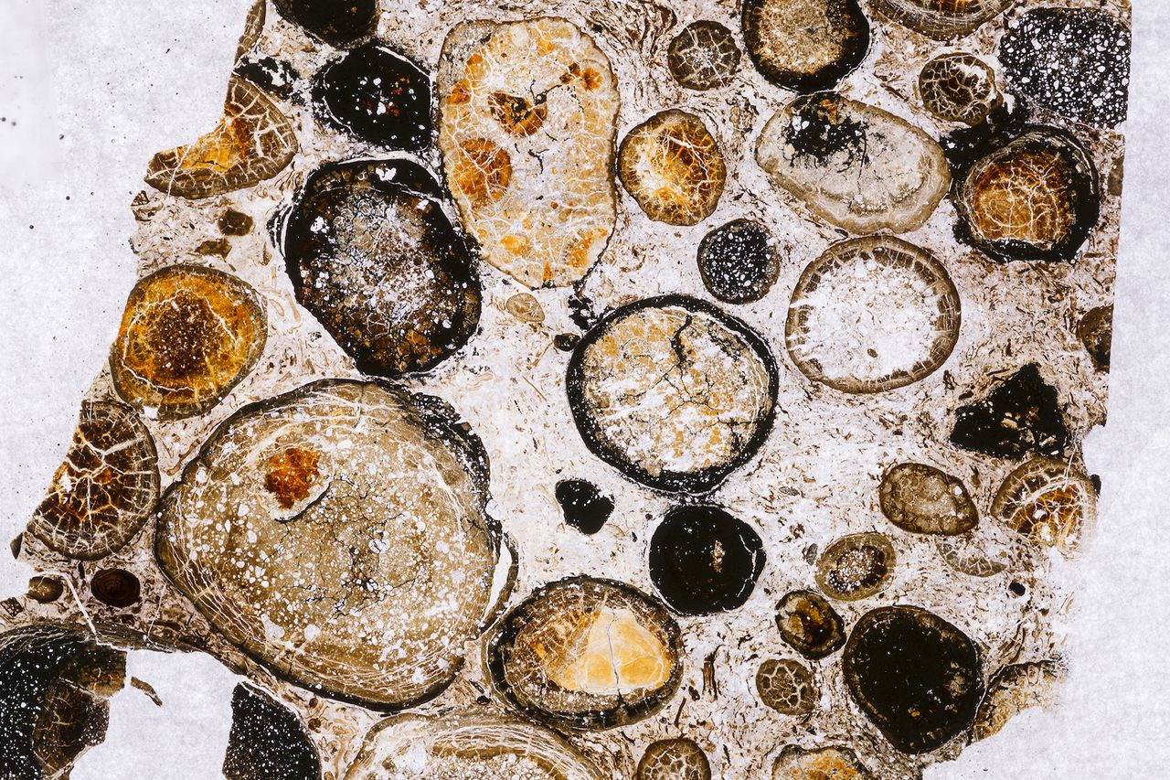A microscopic view of Borealopelta markmitchelli's last bites.
