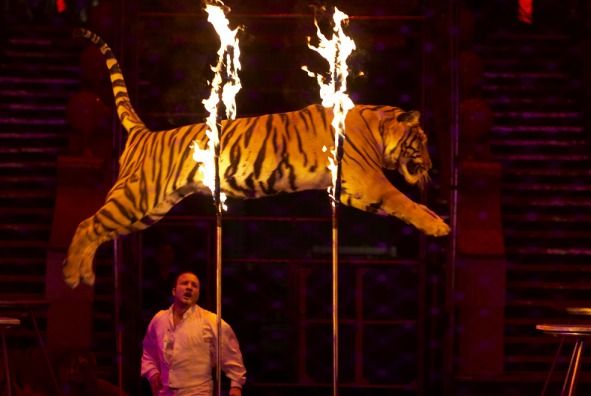 A circus tiger jumps through a ring of fire