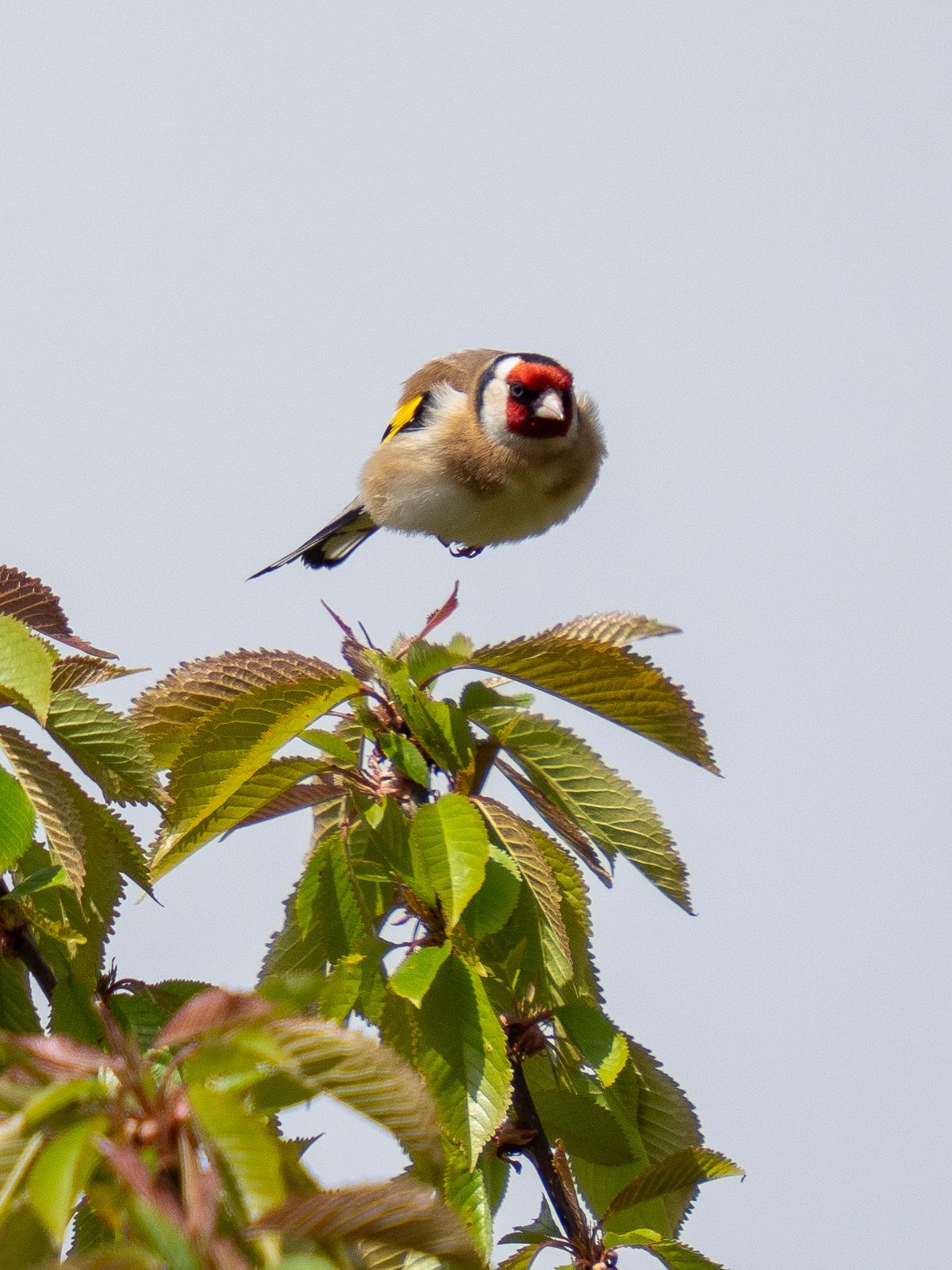 goldfinch taking flight