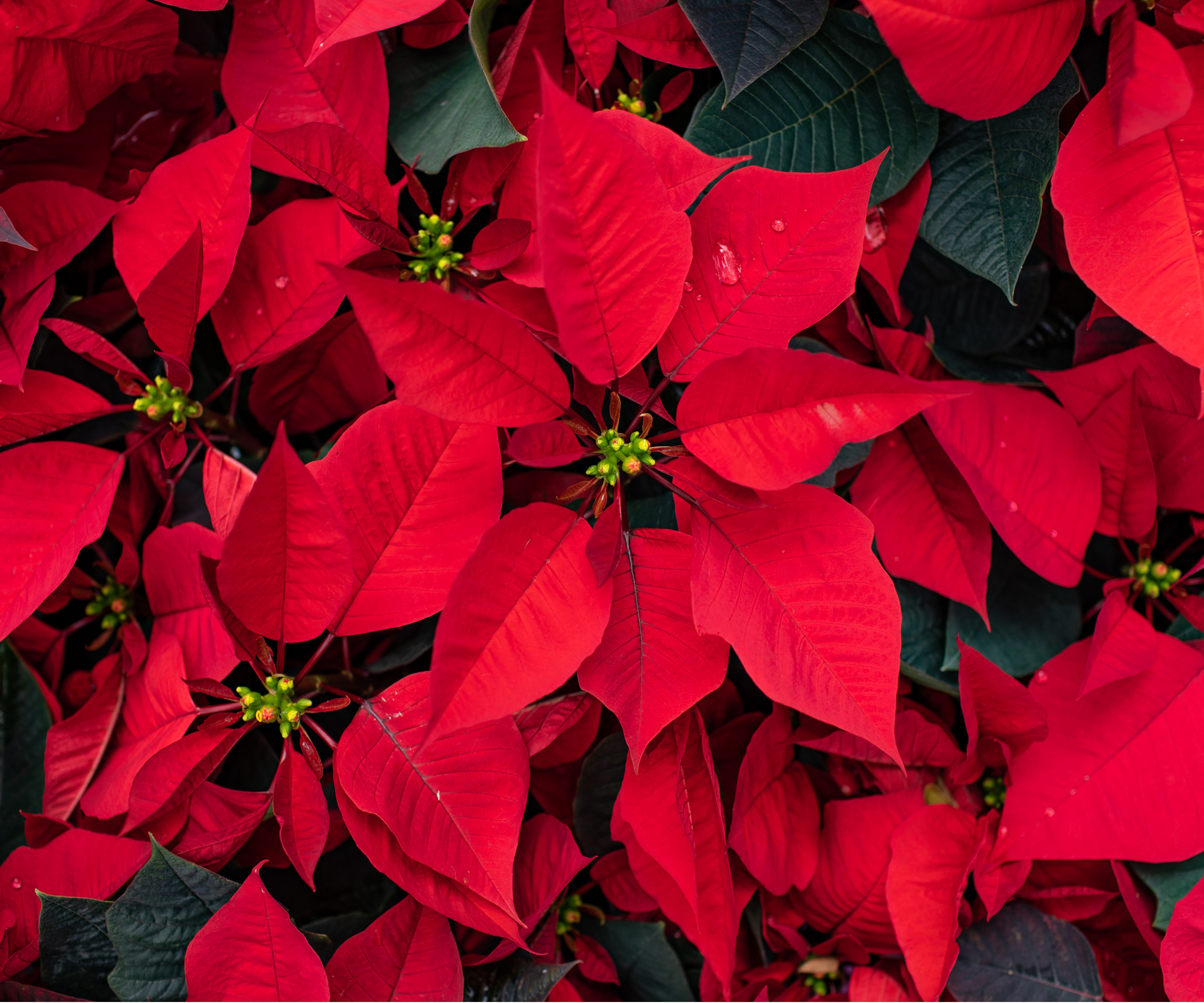 Poinsettia plant