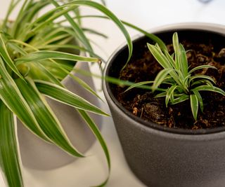 a propagated spider plant in soil