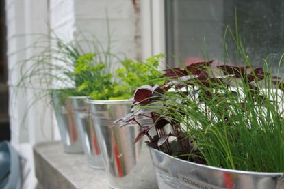Close up of herbs in aluminum containers on a windowsill