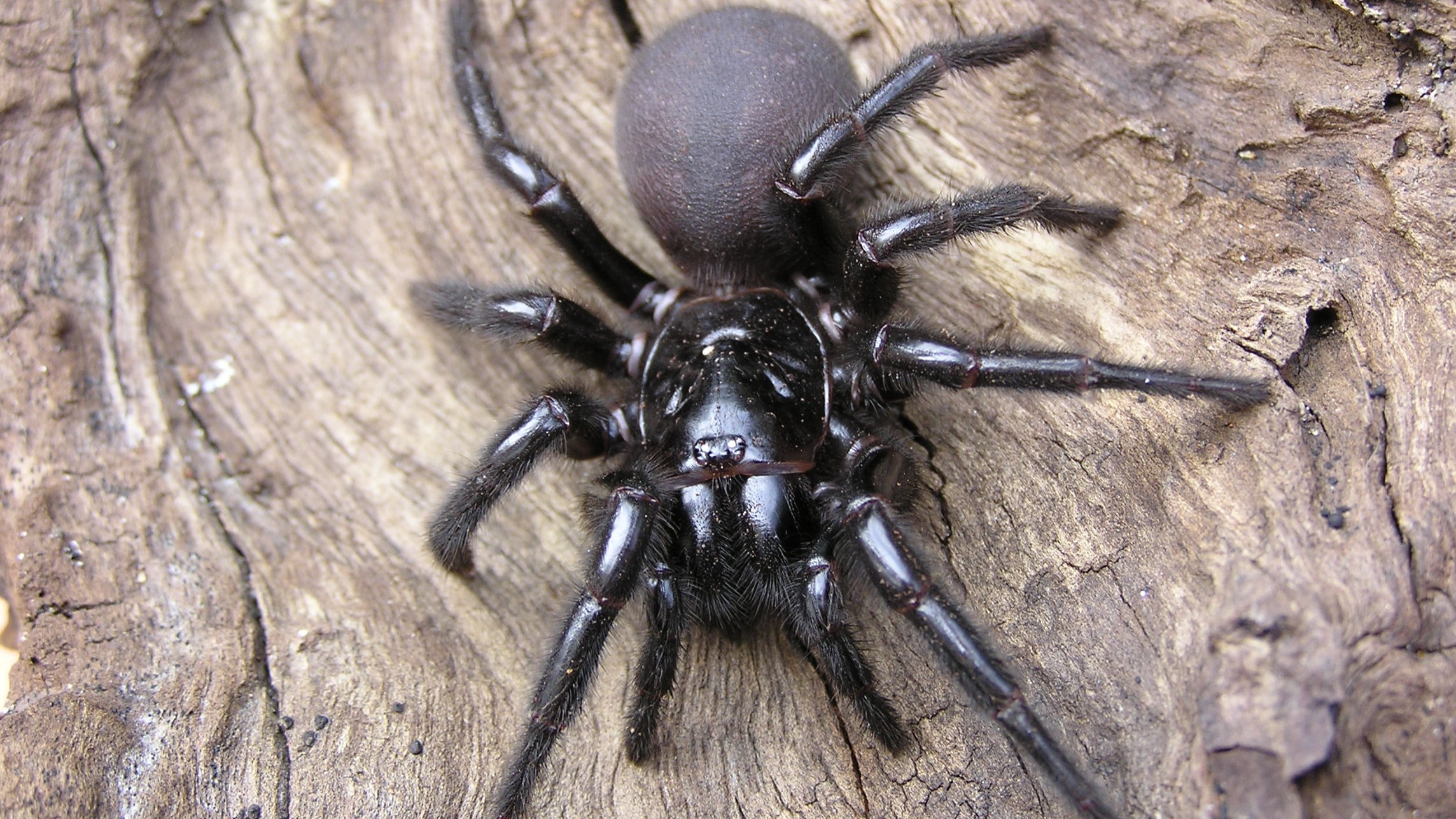 a sydney funnel web spider standing on tree bark