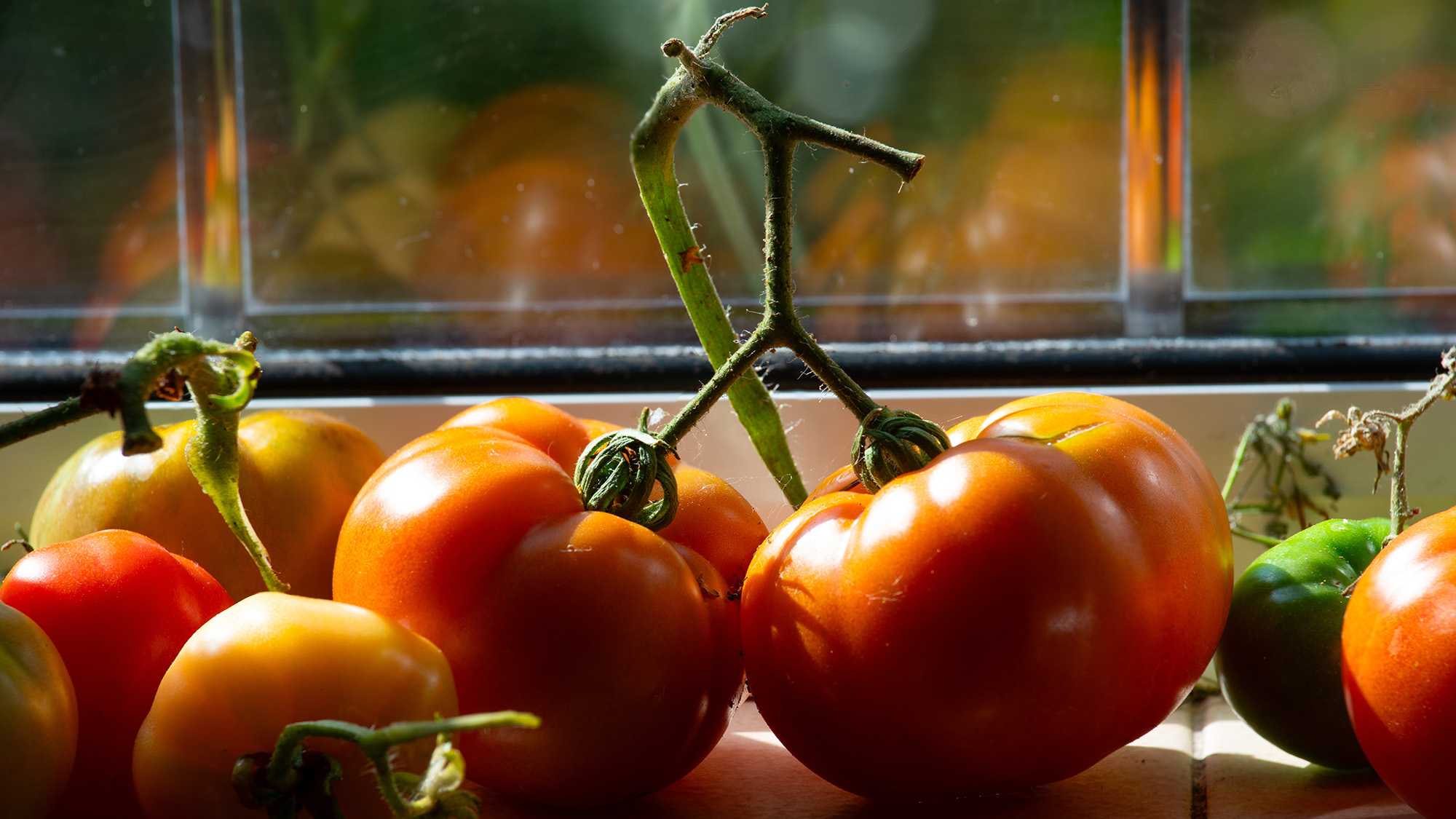Tomatoes ripening on windowsill