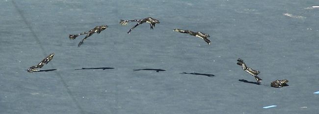 Secrets to the Biggest Frog Jumps Ever Revealed | Live Science