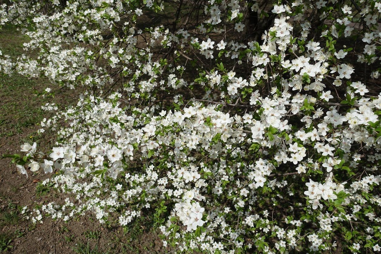 Myrobalan Cherry Plum Tree