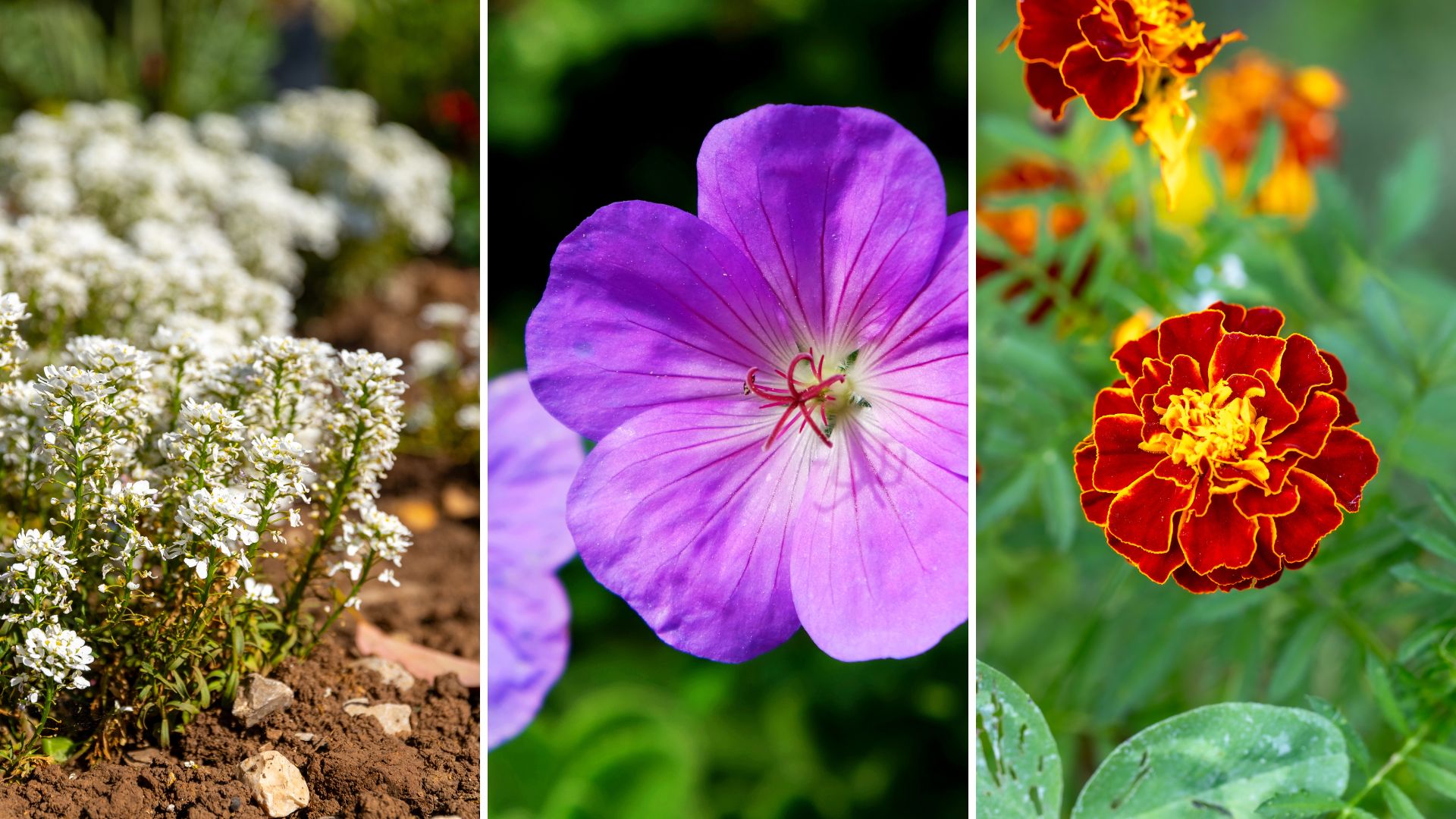 composite of three flowers that are great for small gardens 