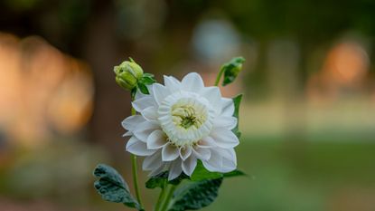 Daffodahlia bloom