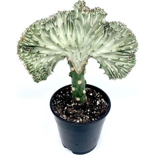 Rare Silver Coral Cactus Euphorbia Lacteal f. Cristata