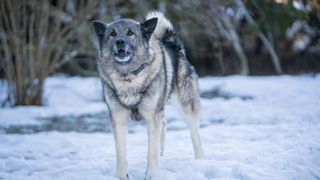 norwegian elkhound in a snowy landscape