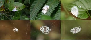 Shown here, photographs of randomly sampled bird droppings (top row) compared with web decorations crafted by <em>Cyclosa ginnaga</em> orb-web spiders (bottom row) at the study site.