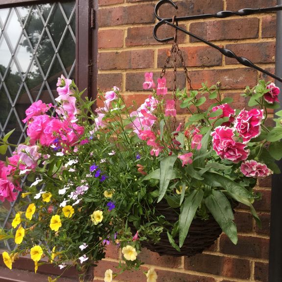 Hanging Basket Advantages And Disadvantages | Gardening Know How